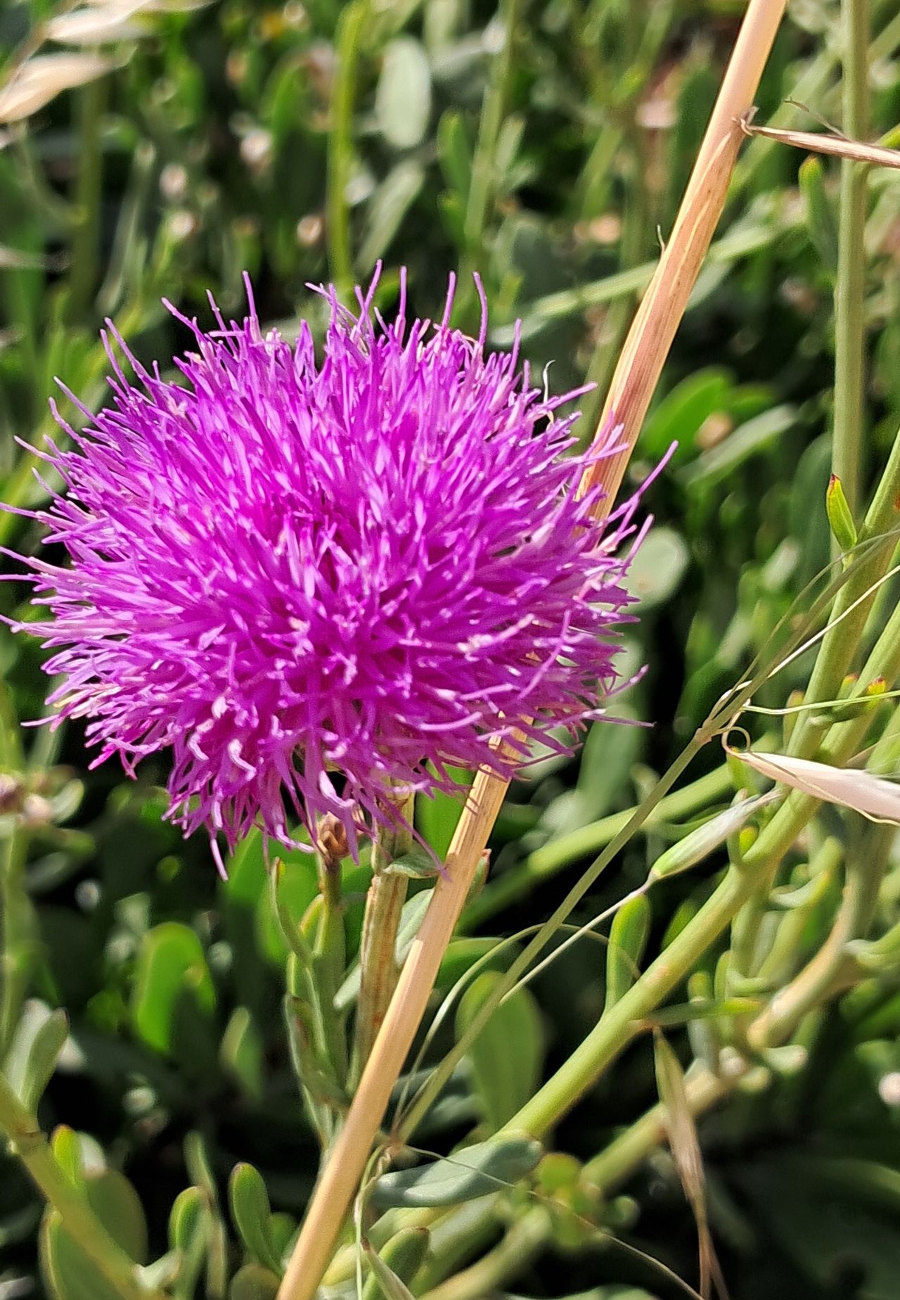 Nationalblume Maltas