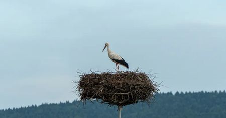 Pierwsze bociany już w Polsce. Prawdziwa wiosna na Podkarpaciu