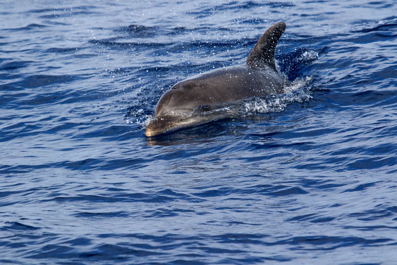 Delfin pojawił się w Wenecji. Zachwyca turystów, ale budzi obawy