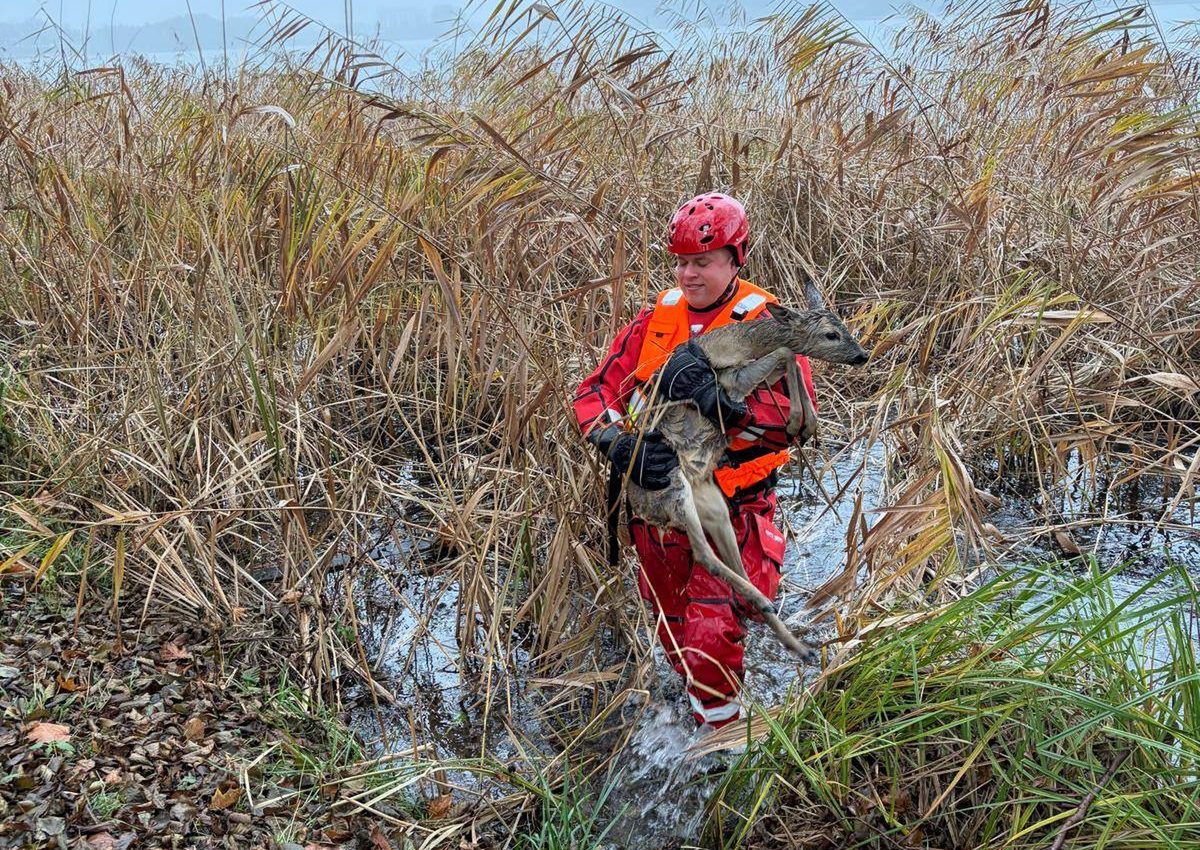 Strażacy z Chodzieży uratowali małego jelonka