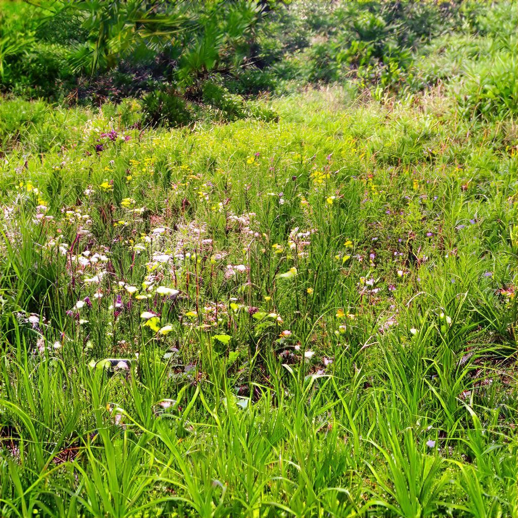 Łąka pełna czerwonych kwiatów.A meadow full of red flowers.