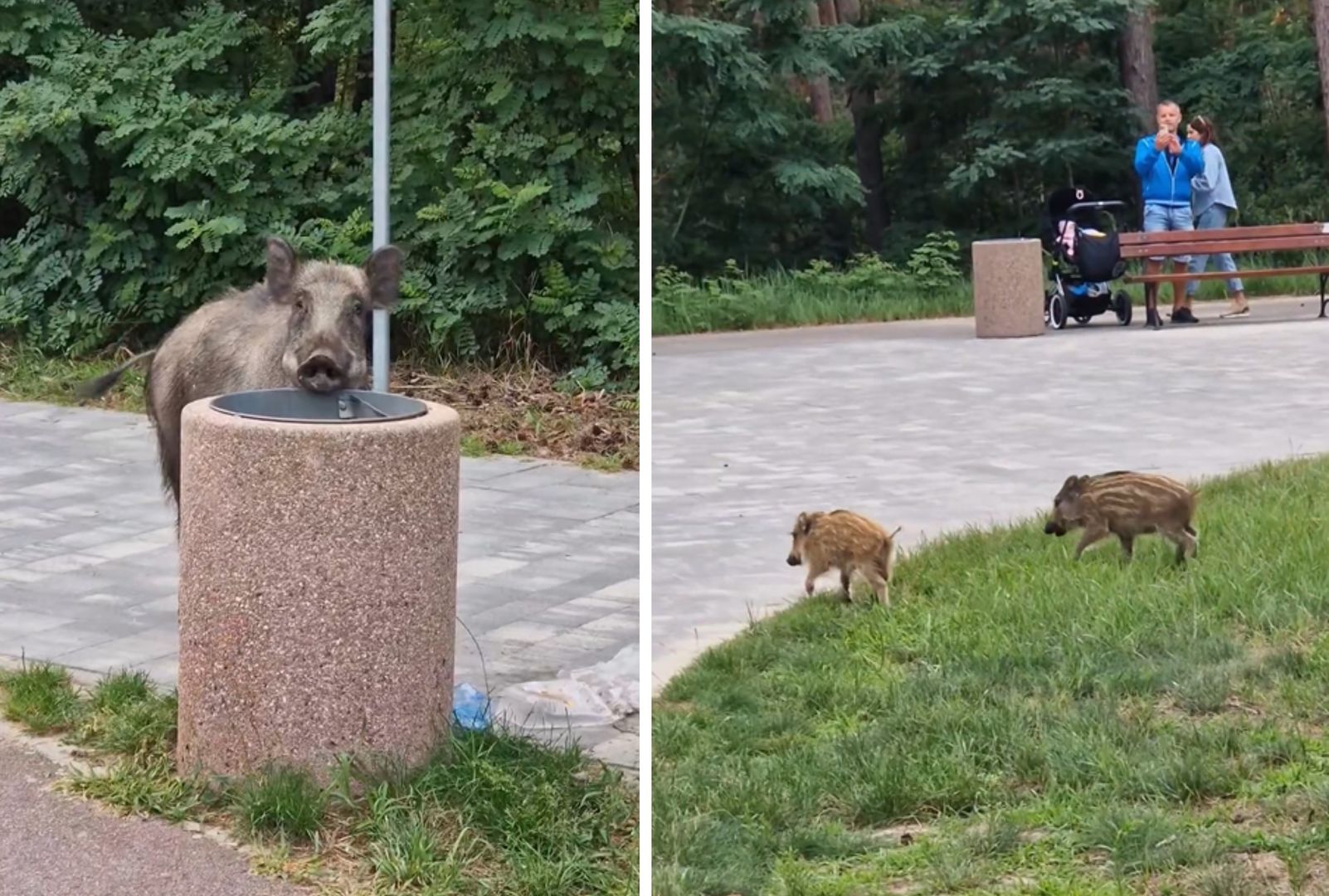 "Mamusia z ósemką maluchów". Nagranie z Krynicy Morskiej robi furorę