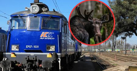 Pociąg dojechał do Polski bez kilku wagonów. Winny łoś