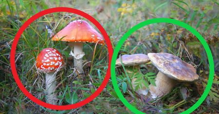 Idziesz na grzyby? Uważaj! Te pomyłki mogą mieć koszmarne skutki