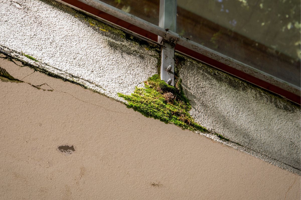 Jak usunąć zielony nalot z balkonu?