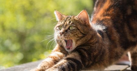 Znamy powód tajemniczych zgonów kotów? Jest komunikat