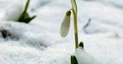 Zima w odwrocie? W Bieszczadach pierwsze kwiaty przebiły się przez śnieg