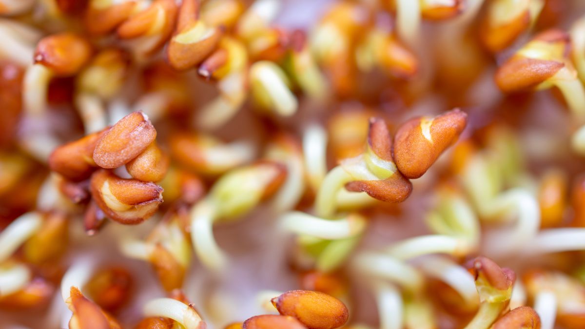 Rzeżucha to przysmak nie tylko na Święta Wielkanocne