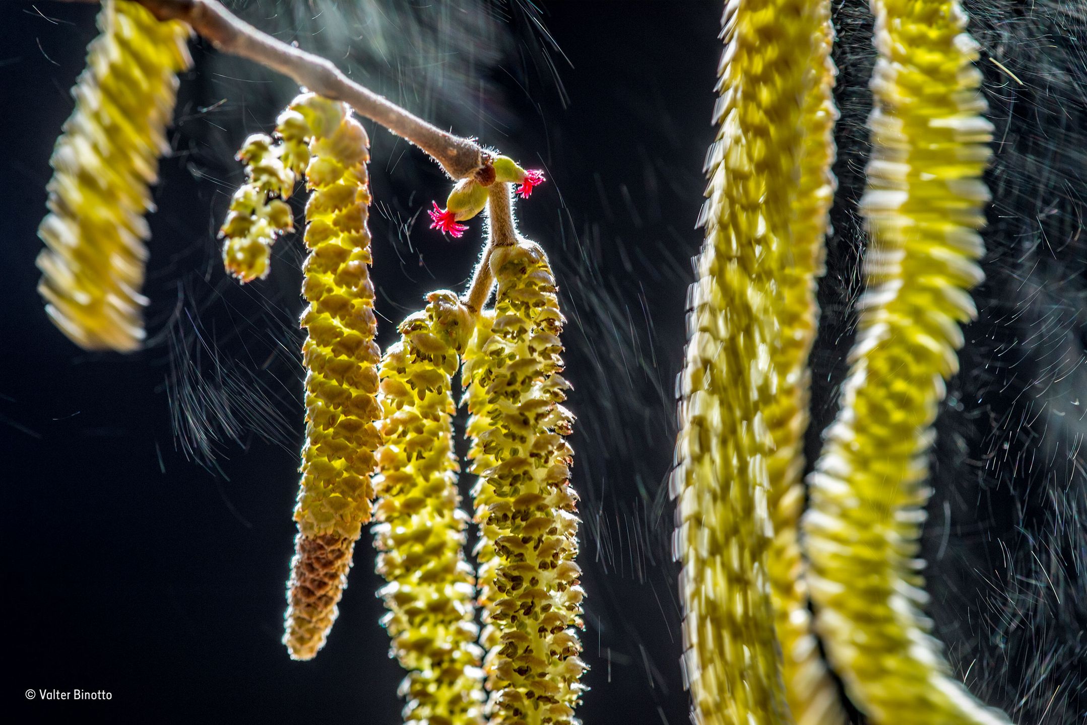 Poznaliśmy zwycięzców konkursu Wildlife Photographer of the Year 2016 7