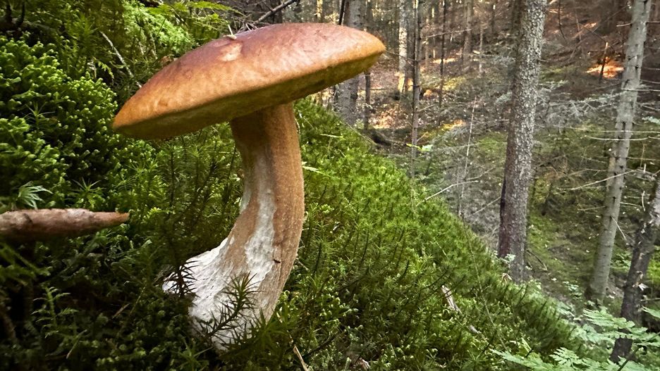 Polecane miejsca na grzybobranie