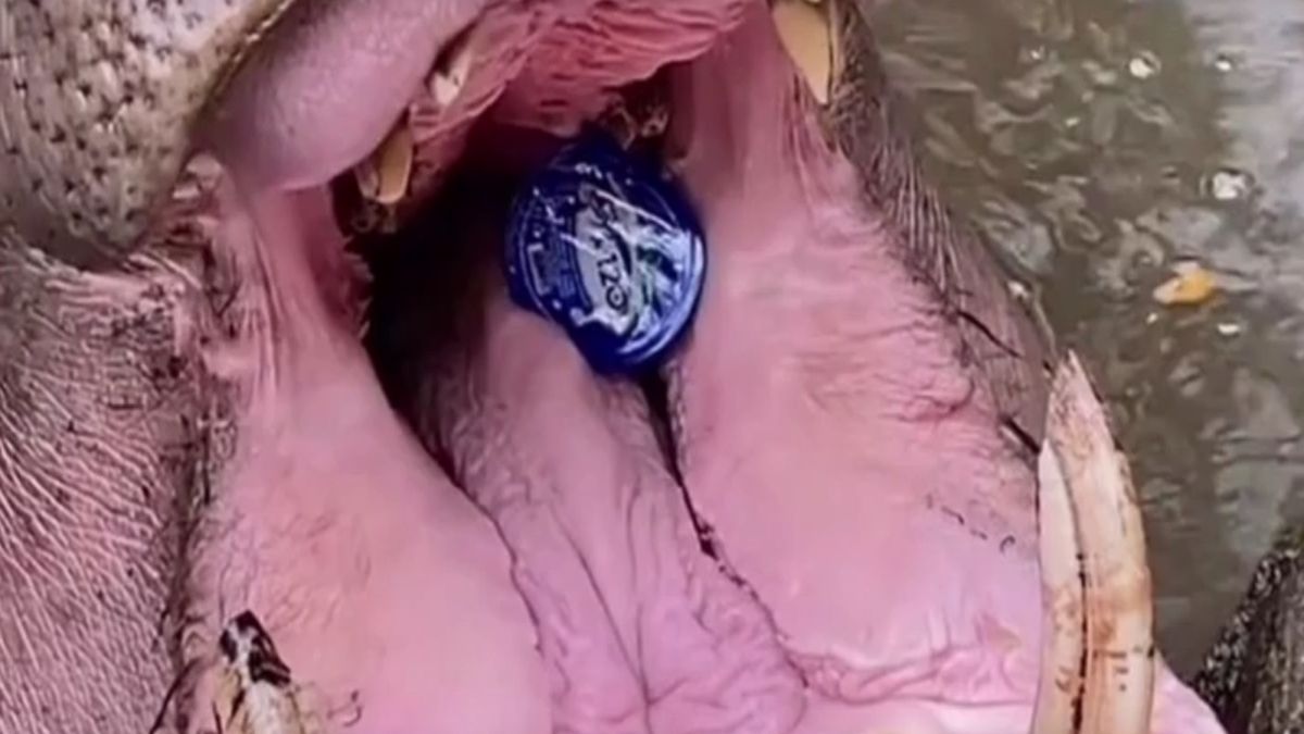 Hipopotam dławiący się plastikową butelką turystki