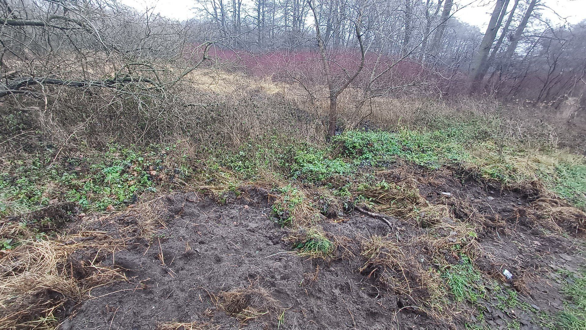 To ślady po dzikach w okolicy Sławna - miejsce spacerowe