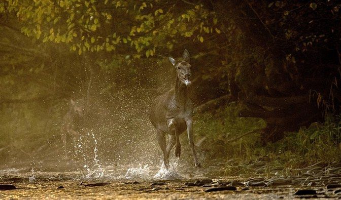 Dramatyczna ucieczka łani przed wilkiem, uchwycona przez Szymona Bartosza, laureata nagrody głównej konkursu "Las w obiektywie leśników"