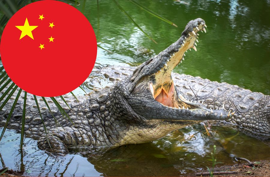 Kilkadziesiąt krokodyli uciekło z chińskiej hodowli