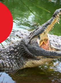 Kilkadziesiąt krokodyli uciekło z hodowli. Gady pozostają na wolności