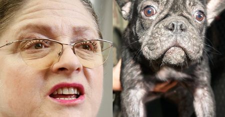 Krystyna Pawłowicz broni pseudohodowli buldogów swojej koleżanki? Miała wysłać list do prokuratury...