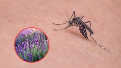 Koniecznie posadź w ogrodzie. Pięknie pachnie i przepędza niechciane insekty