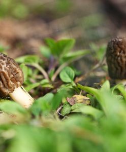 Wyjątkowe okazy. Są symbolami wiosny