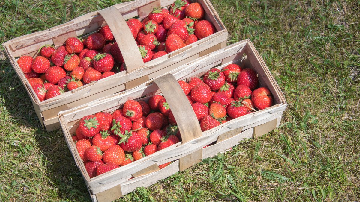Czy kraj pochodzenia truskawki ma znaczenie?