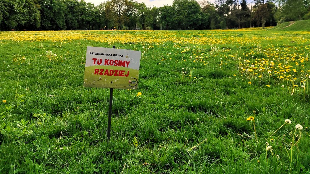 Kontynuują akcję "Tu kosimy rzadziej".