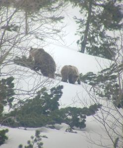 Niedźwiedzie w Tatrach. Zamknięto szlak