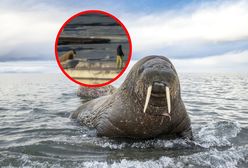 Polak zatrzymany w Norwegii. Policję zaalarmowali mieszkańcy