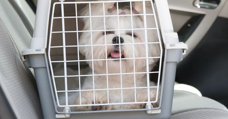 Zwierzę w podróży - klatki i akcesoria, dzięki którym bezpiecznie przetransportujesz swojego pupila