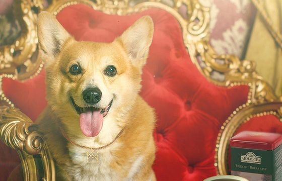 Q&amp;A Communications prowadzi digitalową kampanię Ahmad Tea