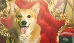 Q&amp;A Communications prowadzi digitalową kampanię Ahmad Tea