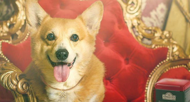 Q&amp;A Communications prowadzi digitalową kampanię Ahmad Tea