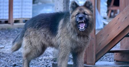 Wielkopolska. Zapadł wyrok. Biegaczka próbowała się bronić przez 15 min