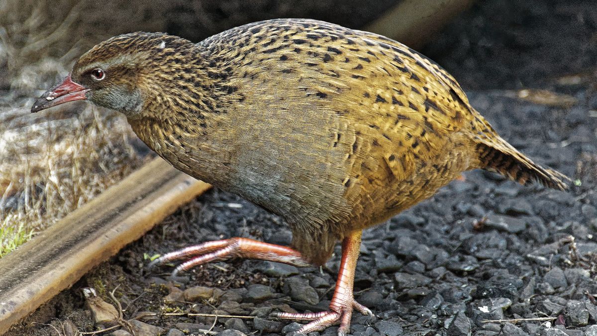 Uczestnik reality show zabił i zjadł chronionego ptaka 