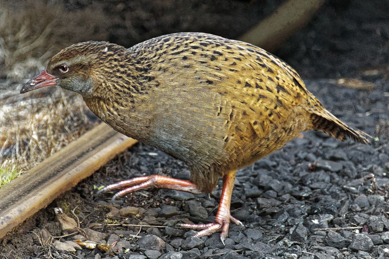 A reality show participant killed and ate a protected bird