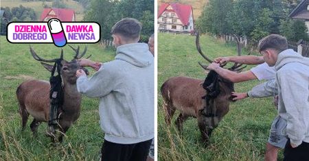 Zobaczyli jelenia z plecakiem na porożu. Finał historii z Zakopanego