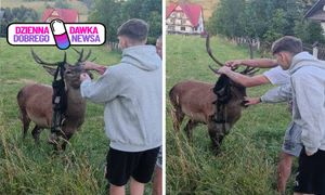 Zobaczyli jelenia z plecakiem na porożu. Finał historii z Zakopanego