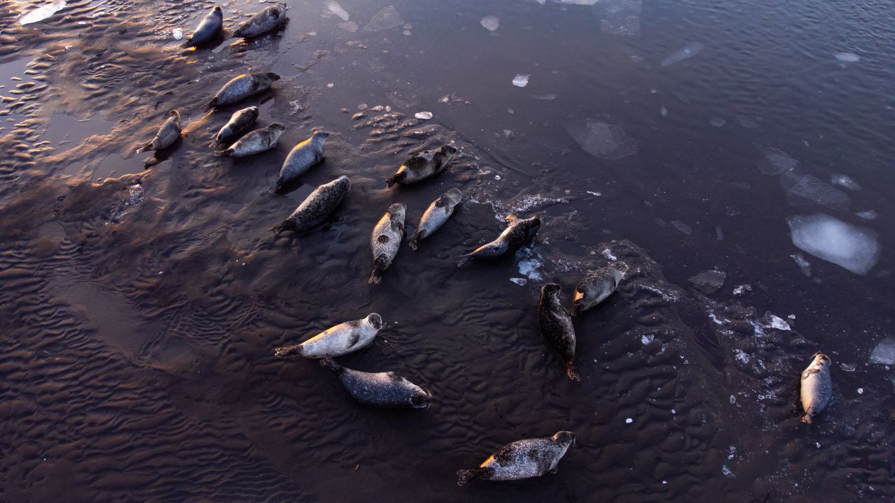 Seals in New Zealand are dying from starvation.