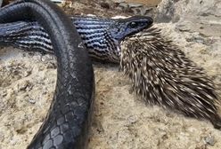 Fatalna pomyłka węża. Zaliczył porażkę z jeżozwierzem