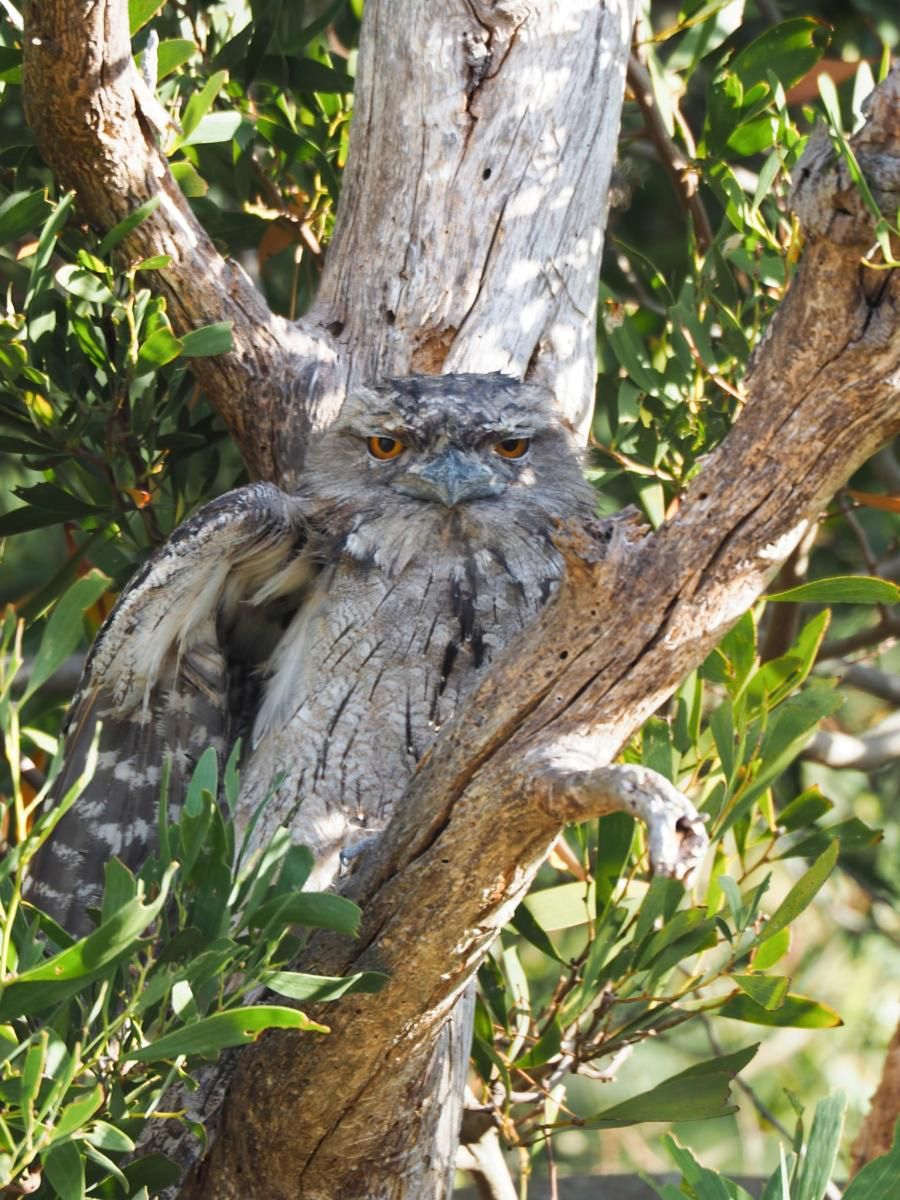 Teraz ptak jest znacznie lepiej widoczny