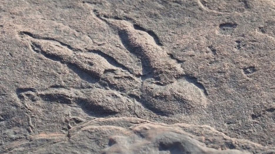 Anglia. „Jednym z największych odkryć w brytyjskiej historii paleontologicznej”Anglia. „Jednym z największych odkryć w brytyjskiej historii paleontologicznej”