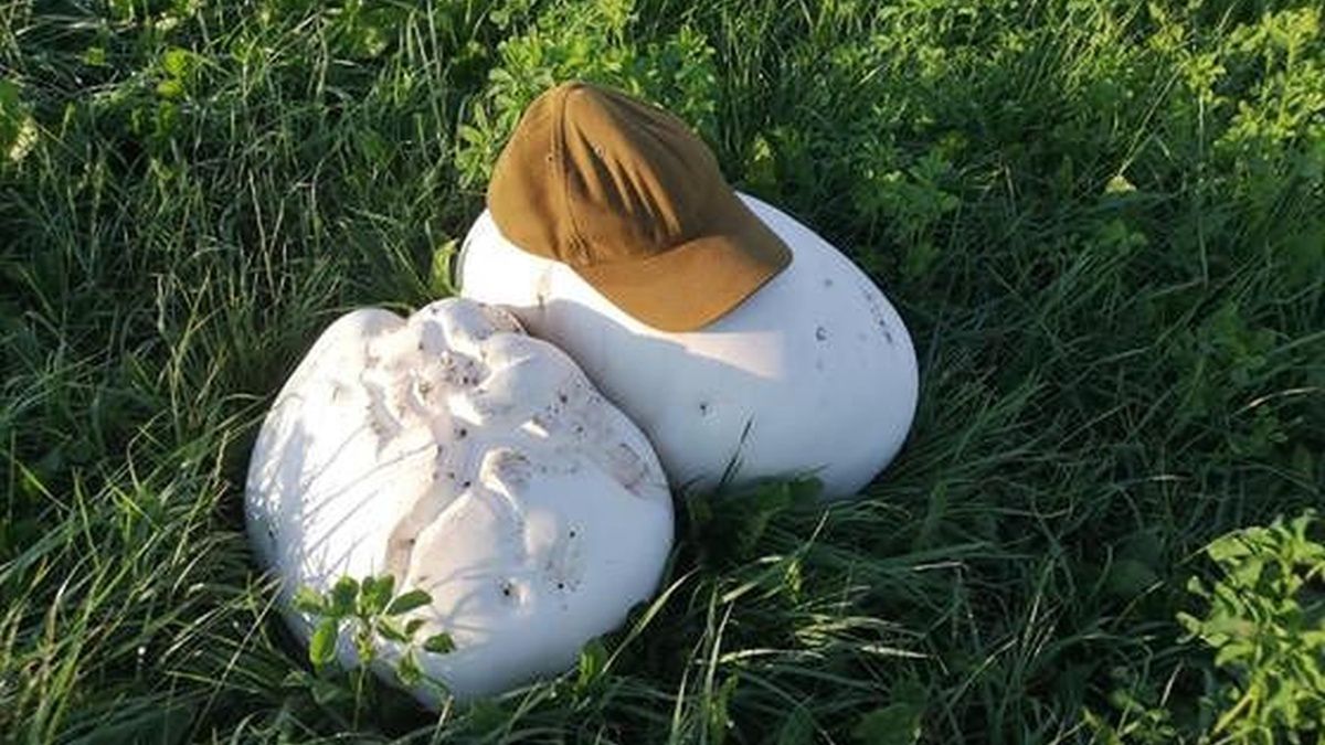 Rozmiar owocników grzyba widać chociażby w porównaniu z rozmiarem czapki.