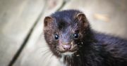 Przerażające wieści. Uciekły zakażone norki