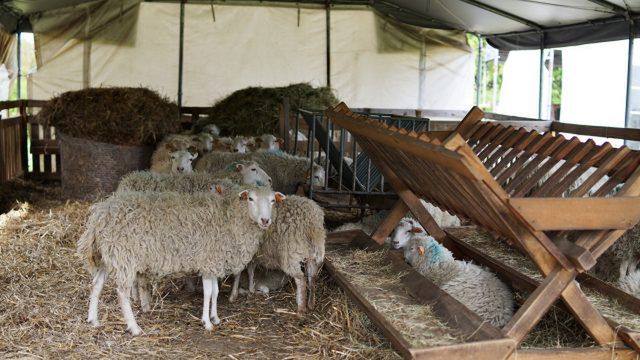 Żywe kosiarki wróciły na Zamek w Janowcu. Jednocześnie stały się atrakcją wśród turystów (zdjęcia)
