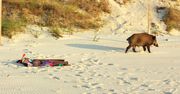 Dzik "plażuje" w Krynicy Morskiej. Jest nagranie