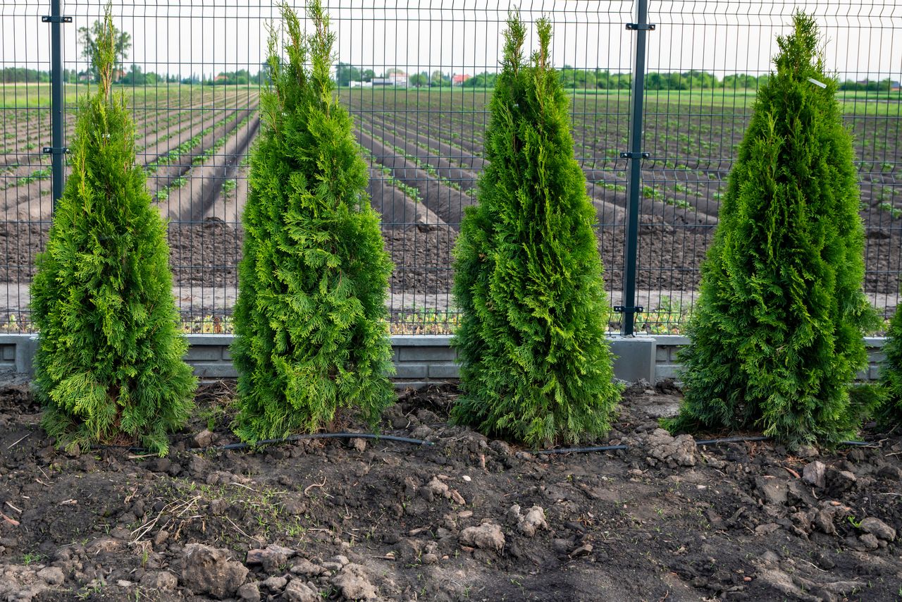 Boost your garden, discover Thuja's secret growth weapon, the endomycorrhizal vaccine