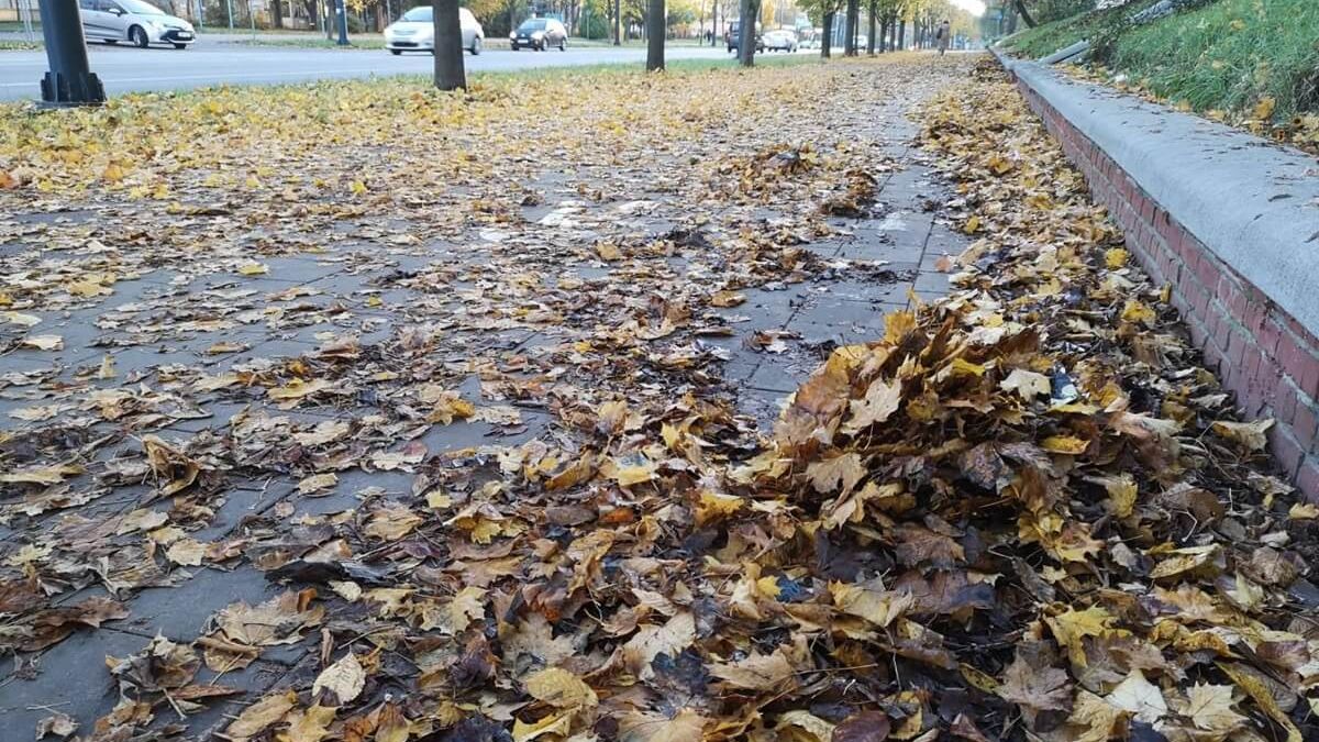 Mokre liście zalegające na chodniku i ścieżce rowerowej
