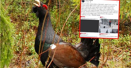 Karygodne zachowanie turystów w Beskidach. Smutny koniec sprawy