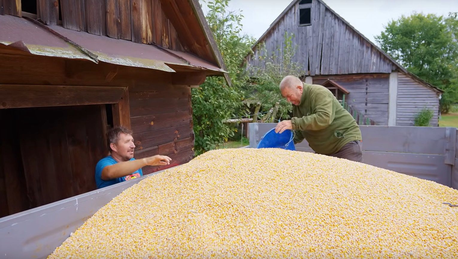 Gienek z Plutycz rozładowuje przyczepkę z kukurydzą