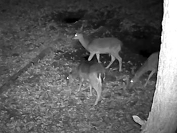 To nie są jelenie ani sarny. Sprowadzono je z południa Europy