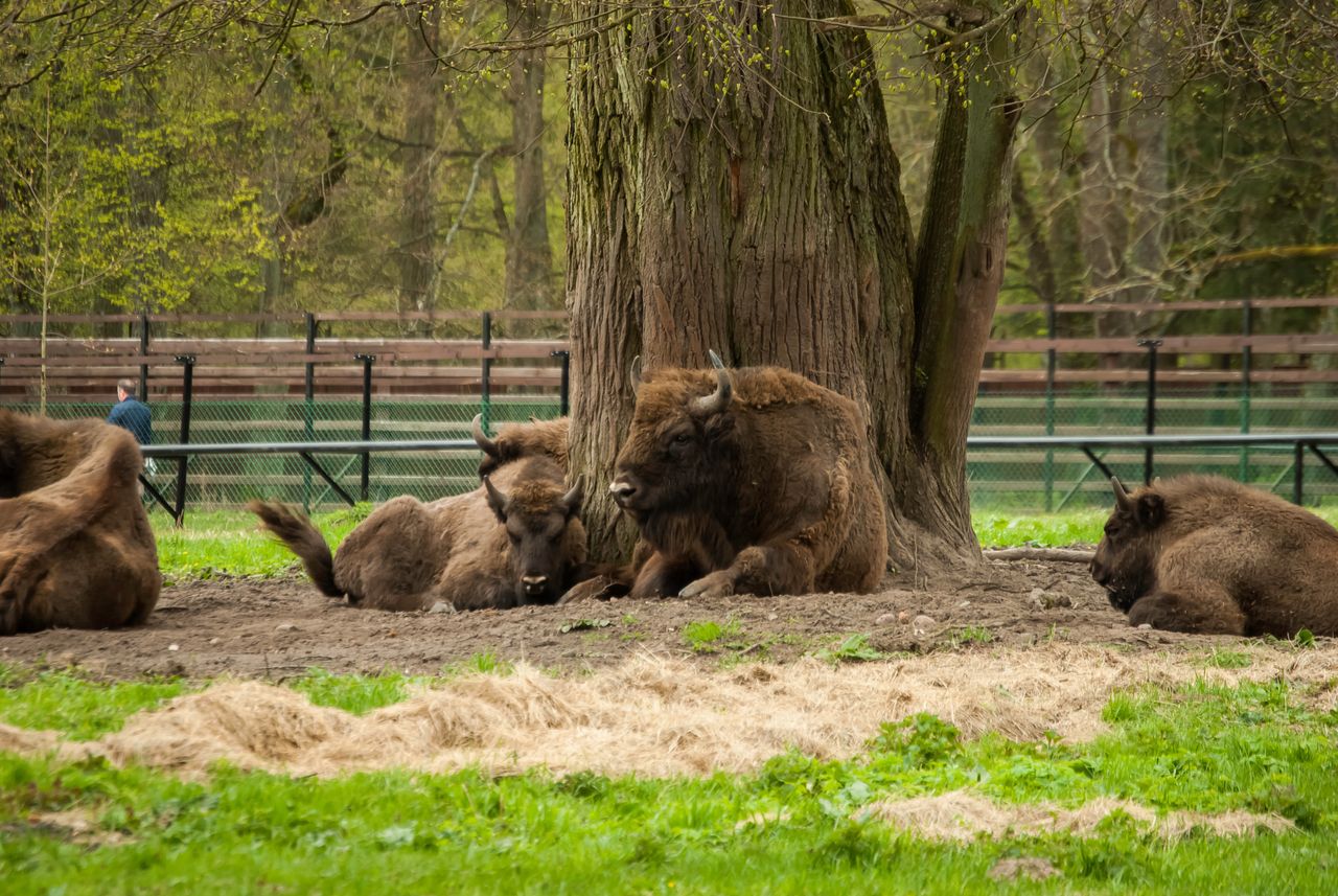 Puszcza Białowieska. Najstarszy las w Polsce i jego naturalne bogactwa
