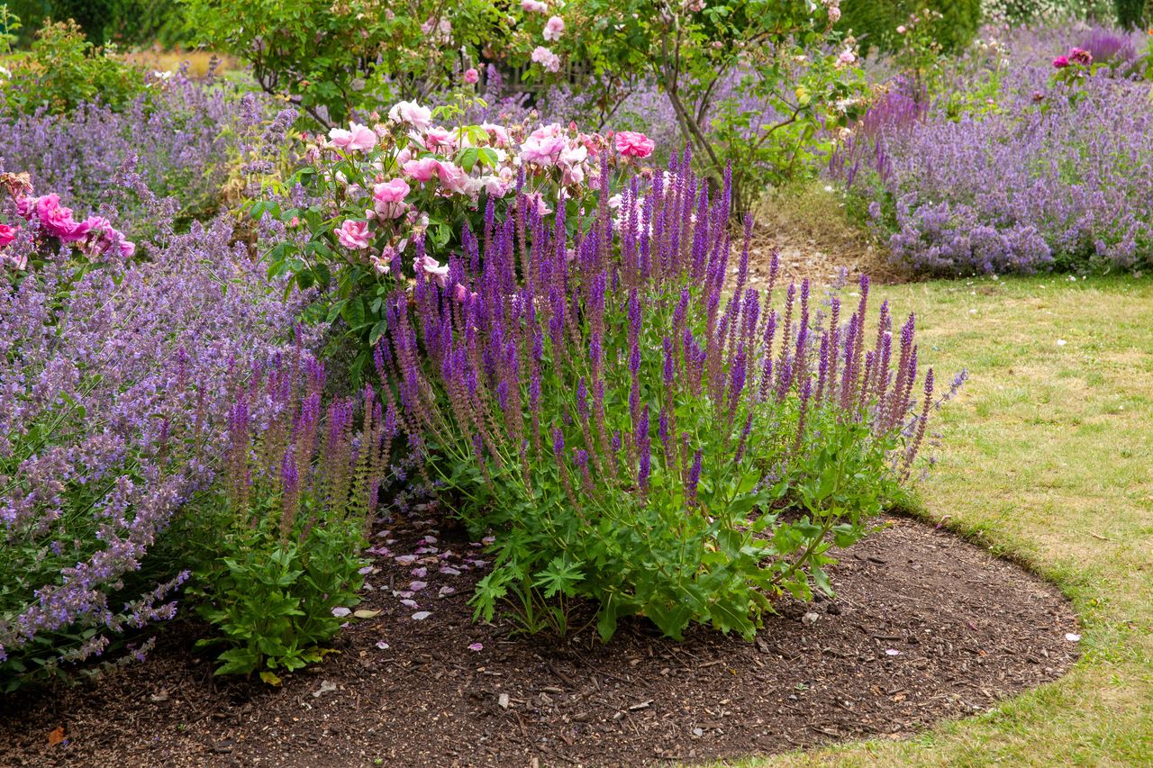 Prune for a garden in bloom: The double life of meadow sage